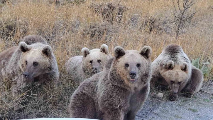 Doğaseverlere ayı sürprizi
