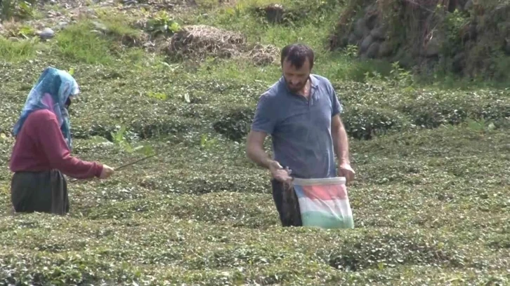 Doğu Karadeniz’i çay telaşı sardı
