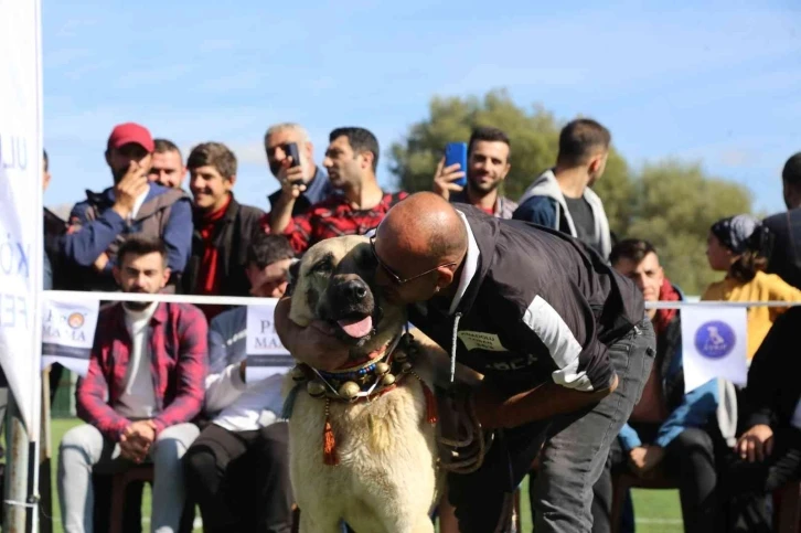 Doğu Karadeniz’in ilk Türk Çoban, Av ve Bekçi Köpekleri Irk Standartları Yarışması Gümüşhane’de düzenlendi
