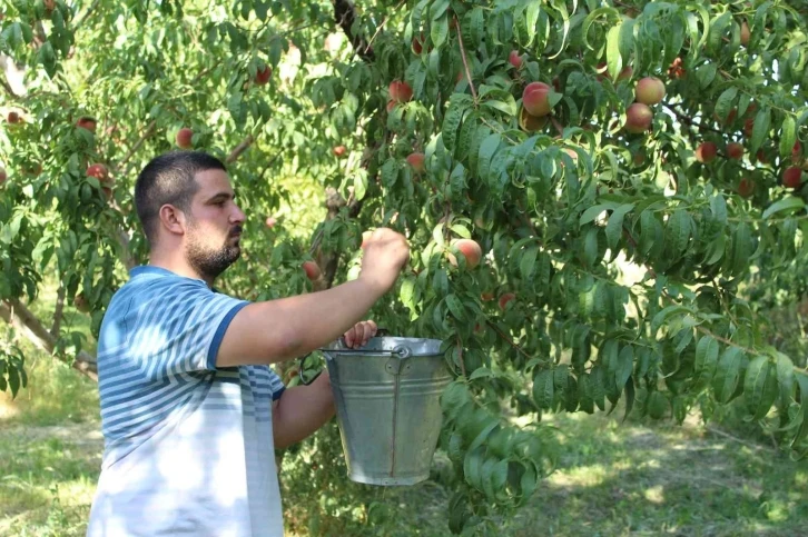 Doğu’nun Çukurova’sında şeftali hasadı başladı
