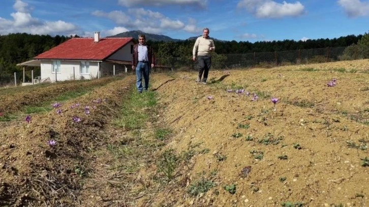 Doktorluğu bırakıp çiftçiliğe başladı! Kilosu 250 bin lira