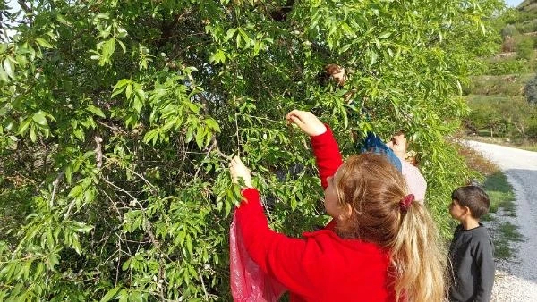 Dolu ve donun vurduğu çağla, dalında kaldı