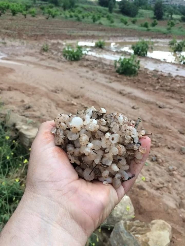 Dolu yağışı bağları vurdu
