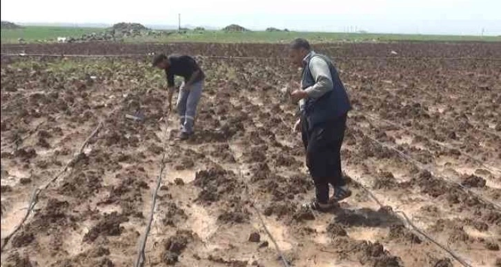 Dolu yağışı ekili arazileri vurdu