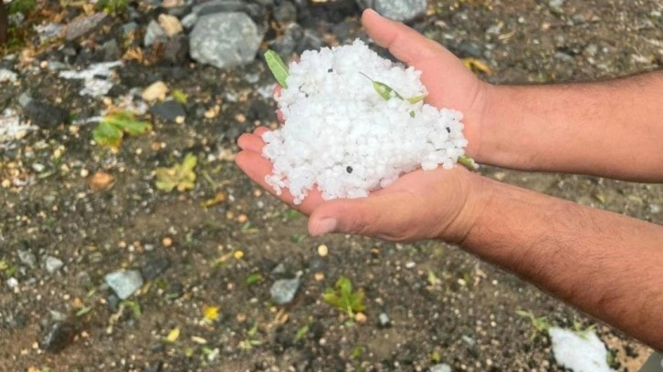 Dolu yağışı zeytin ağaçlarına zarar verdi