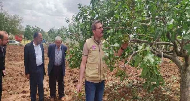 Dolunun vurduğu tarım arazilerinde hasar tespiti başladı