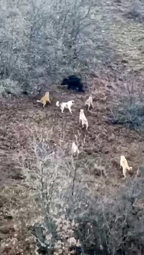 Domuz ile köpekler arasında amansız mücadele
