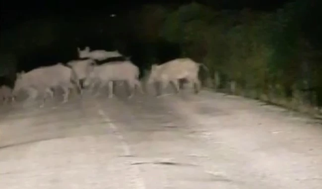 Domuz sürüsü araçlara aldırış etmedi karşıya geçti
