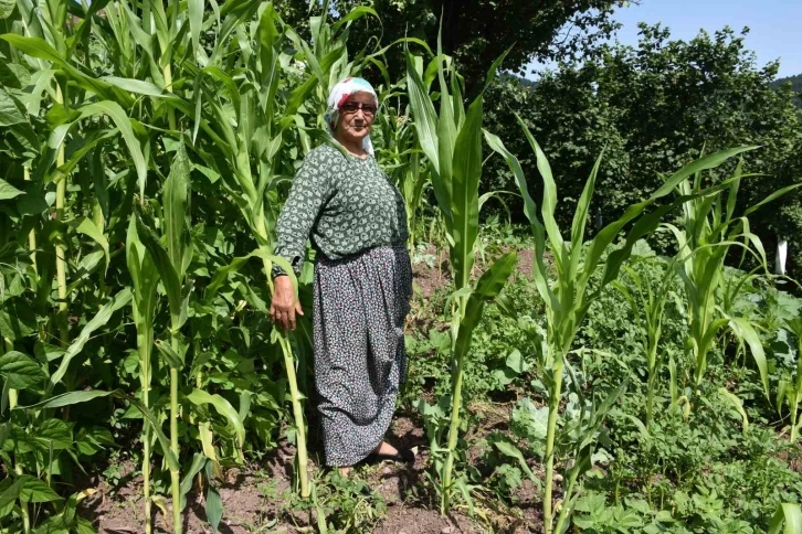 Domuz sürüsünün dadandığı mahallede vatandaşlar tedirgin
