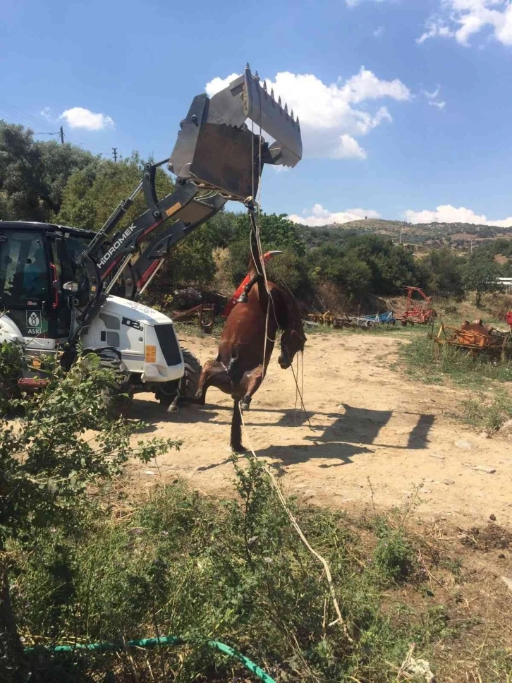 Domuzun saldırdığı yarış atı telef oldu
