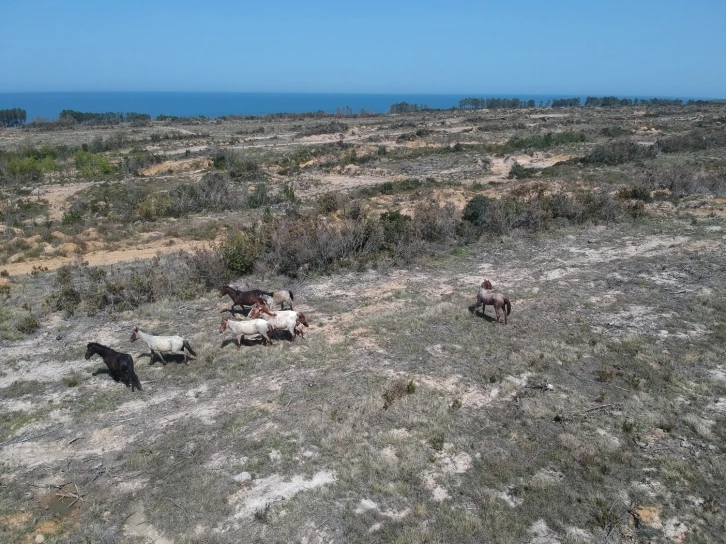 Dron gören yılkı atlarının şaşkınlığı
