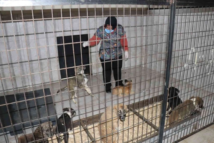 Düzce’de bir hafta da 77 köpek kısırlaştırıldı
