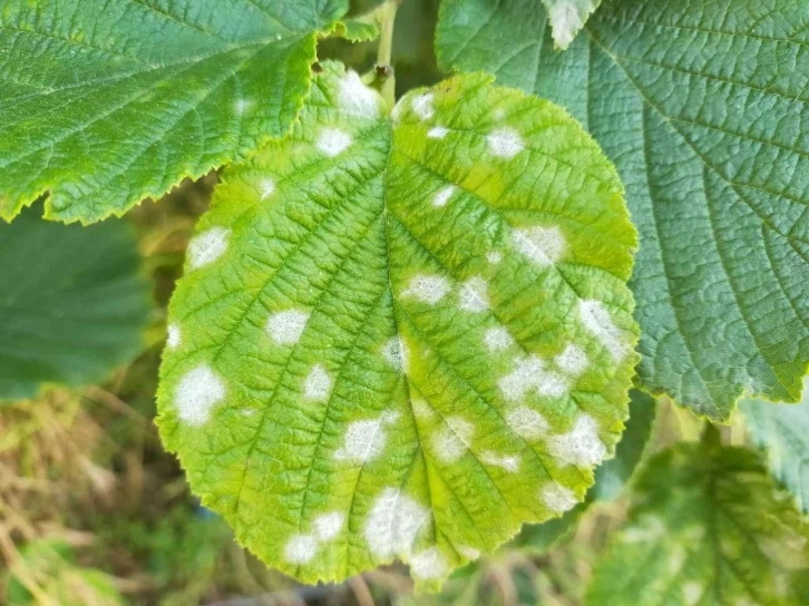 Düzce’de fındıkta külleme mücadelesi başladı
