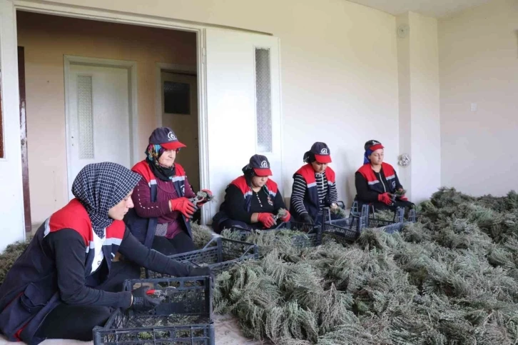 Düzce’de kekik hasadı başladı
