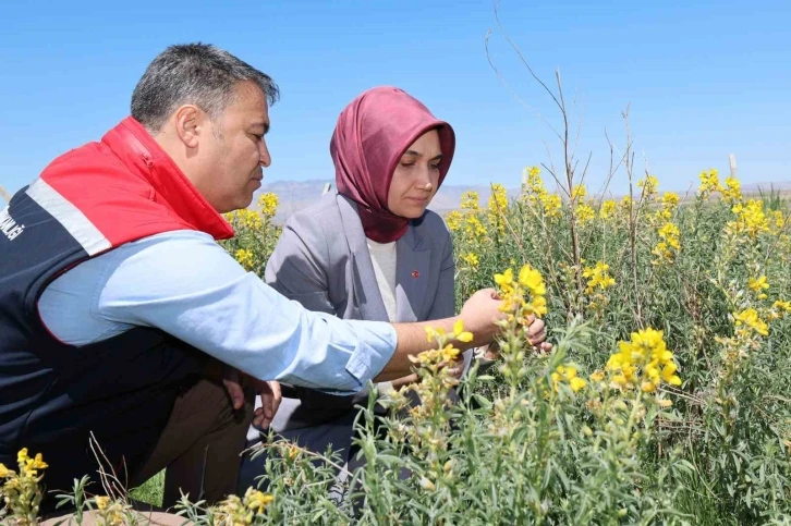 Eber Sarısı’nın korunması için başlatılan çalışmalar sürüyor
