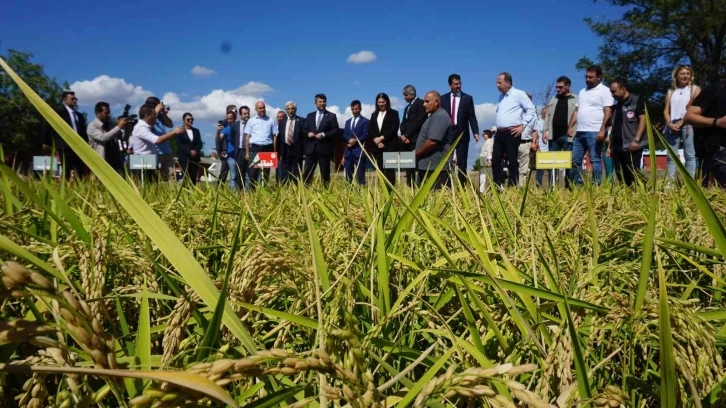 Edirne, çeltik üretiminde  Türkiye’de öncü
