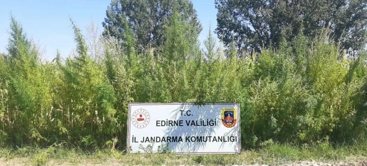 Edirne’de 159 bin kök kenevir ele geçirildi
