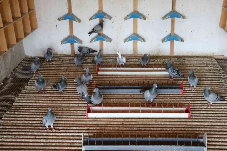 Edirne’de posta güvercinleri yarışı
