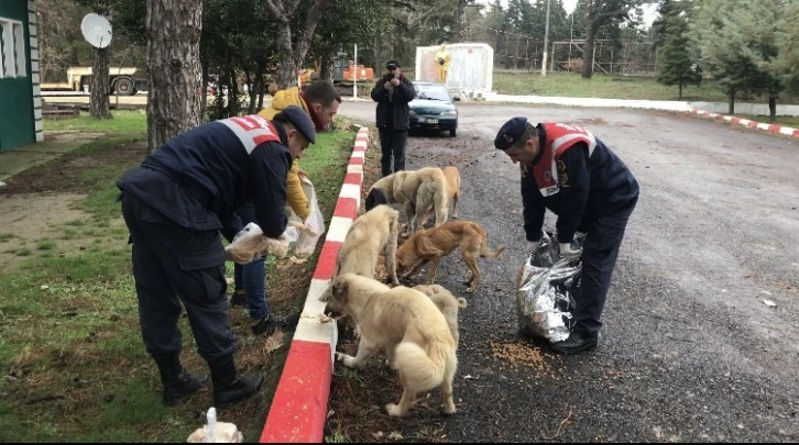 Edirne jandarması sokak hayvanlarını yalnız bırakmadı
