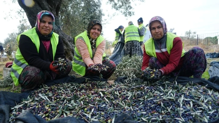 Edremit Belediyesi zeytinyağları için hasat devam ediyor
