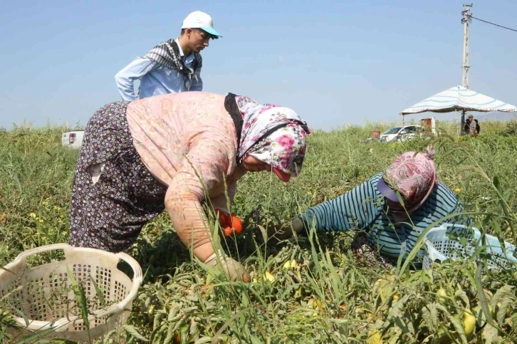 Efeler Belediyesi, ilk mahsullerini aldı
