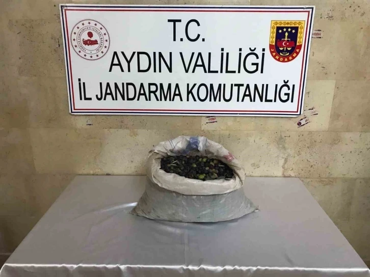 Efeler’de bir bahçeden 300 kilo zeytin çalındı
