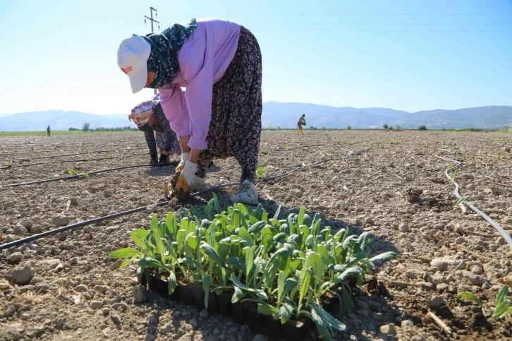 Efeler’in enginarları toprakla buluştu
