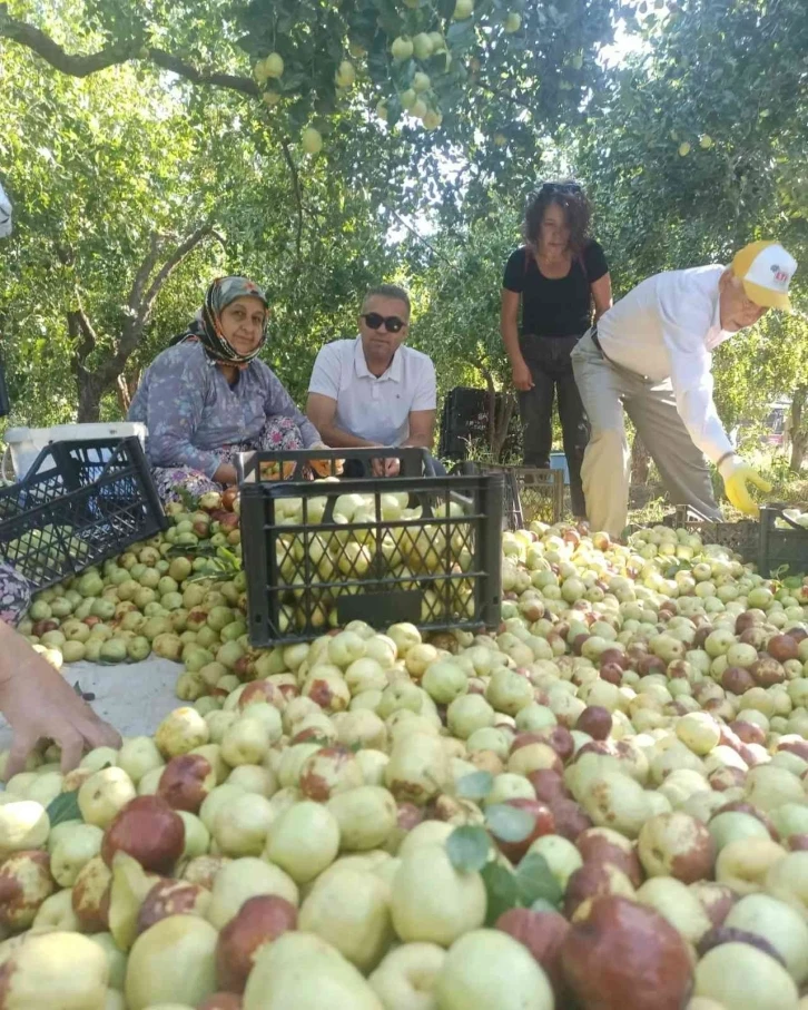 Efeler’in tek kapama hünnap bahçesinde hasat heyecanı
