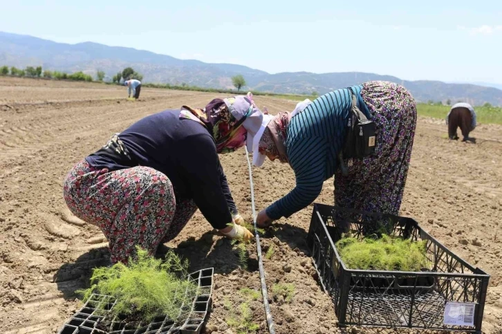 Efeler’in yetiştirdiği tarım ürünlerine Kuşkonmaz eklendi
