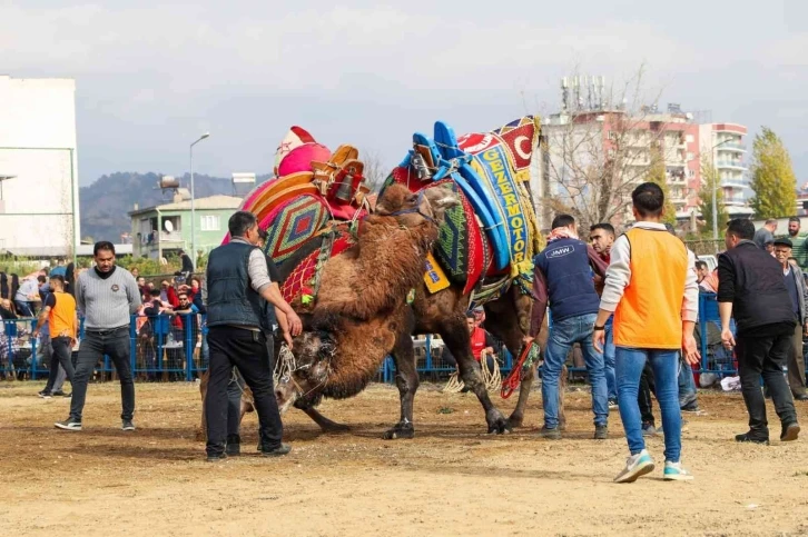 Ege’de develer arenaya indi, sezonun ilk güreşi Umurlu’da başladı
