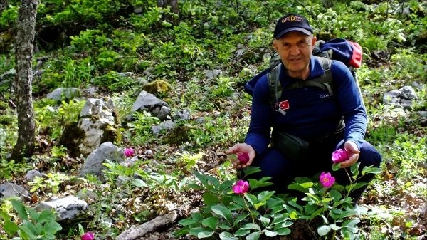 Eğirdir'de şakayıklar açtı