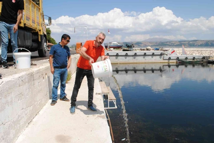 Eğirdir Gölü’ne 1 milyon 391 bin 500 adet yavru sazan bırakıldı
