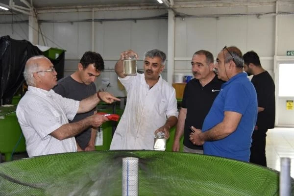 Eğirdir Gölü'ne yavru sazan desteği