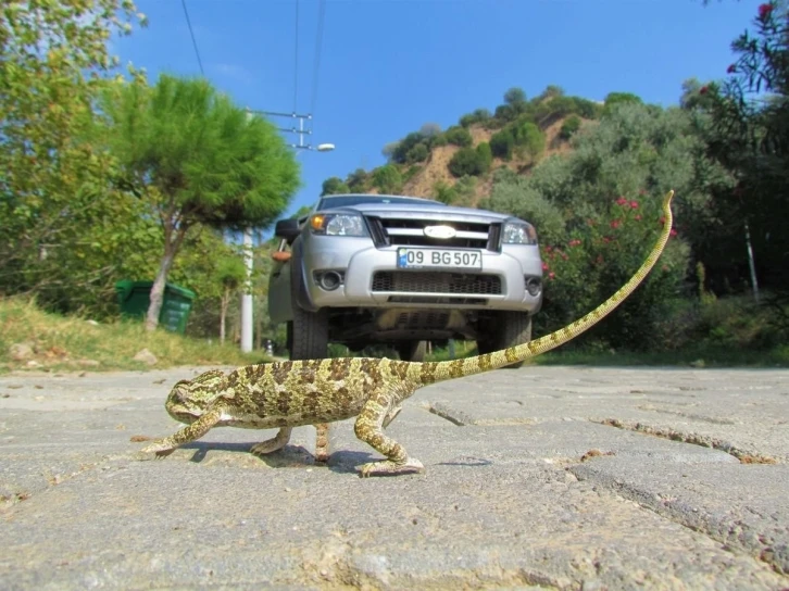 EKODOSD, biyolojik çeşitliliğe dikkat çekti
