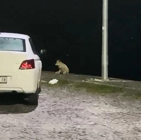 Elazığ’da aç kalan tilki mahallede yiyecek aradı
