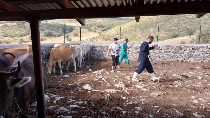 Elazığ’da büyükbaş hayvanlara aşılama çalışması
