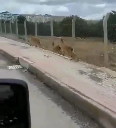 Elazığ’da dağ keçileri şehir merkezine indi
