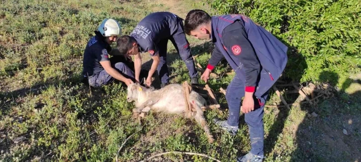 Elazığ’da definecilerin kazdığı kuyuya düşen keçi kurtarıldı
