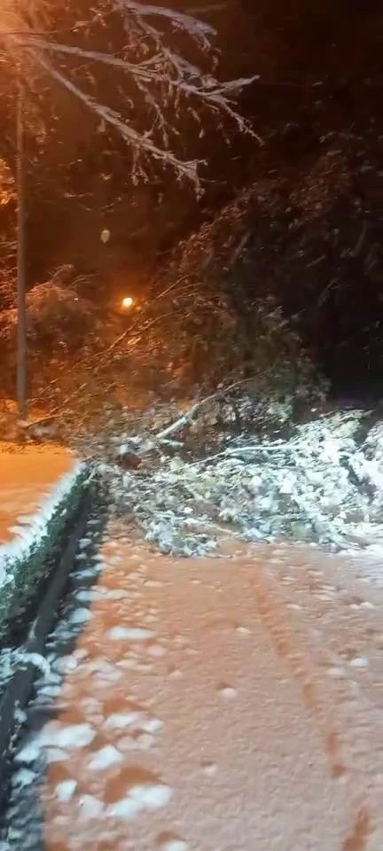 Elazığ’da fırtına ve kar ağaçları devirdi
