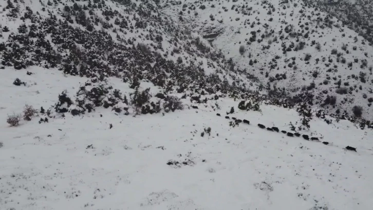 Elazığ’da kar üzerindeki domuz sürüsü dron ile görüntülendi
