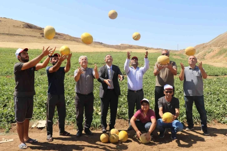 Elazığ’da kavun rekoltesi yüzleri güldürdü
