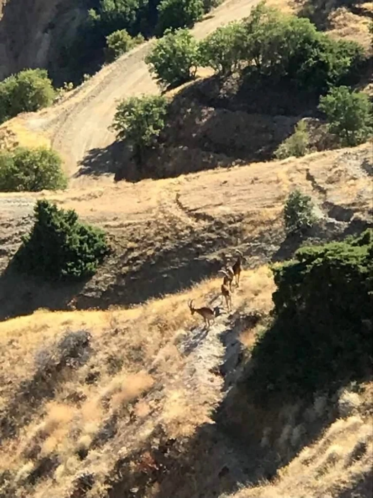 Elazığ’da koruma altındaki dağ keçileri Harput’a indi
