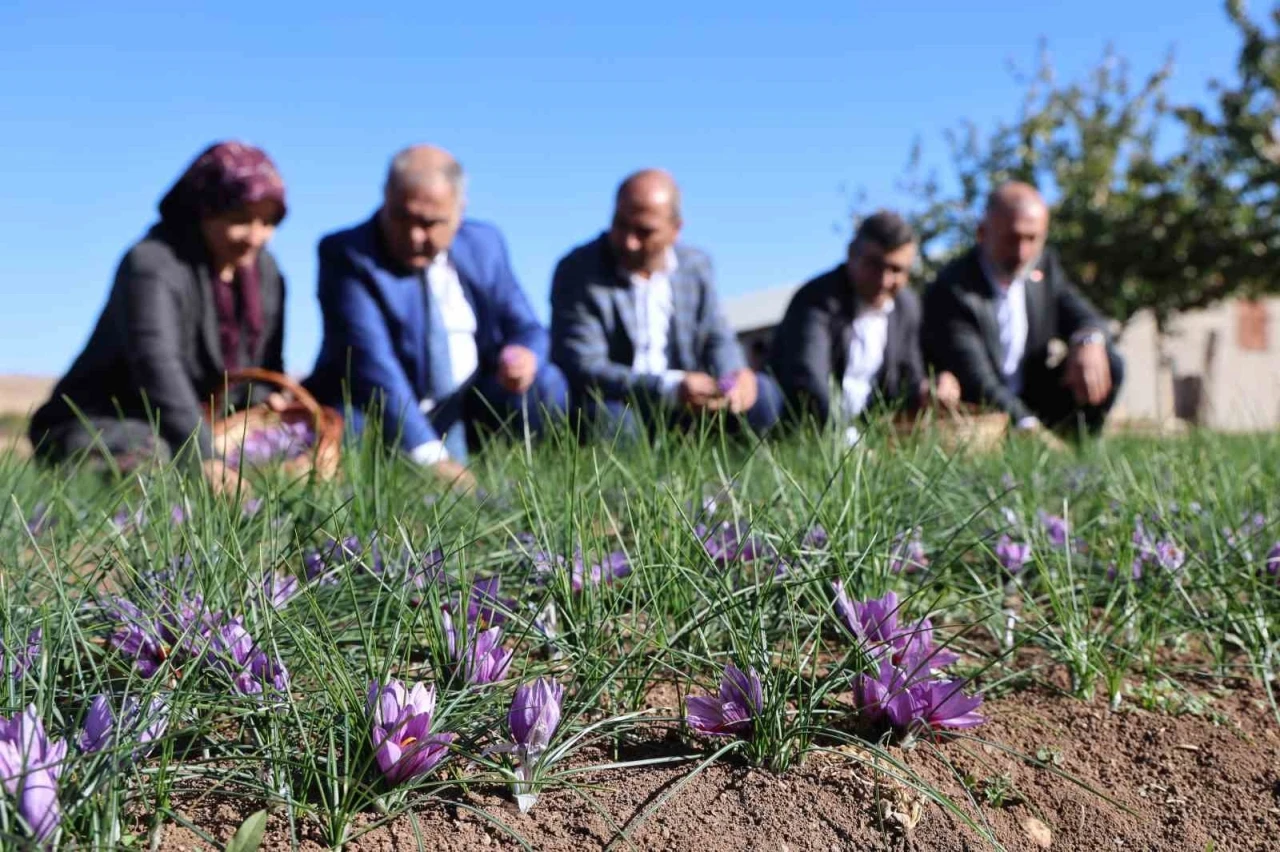 Elazığ’da safran bitkisi hasadı başladı
