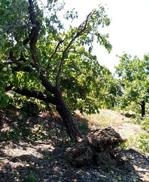 Elazığ’da şiddetli rüzgar kayısı ağaçlarını yerinden söktü, bahçelere zarar verdi
