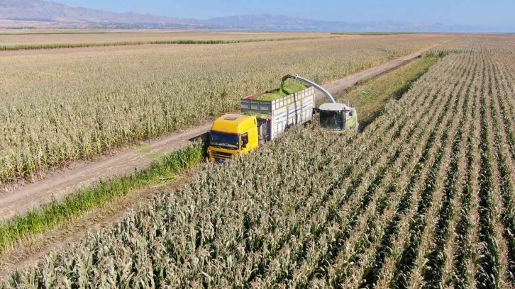 Elazığ’da silajlık mısır hasadı başladı
