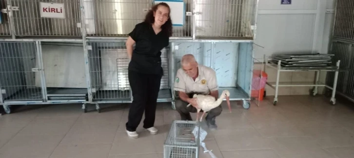 Elazığ’da tedavisi yapılan leylek, doğaya bırakıldı
