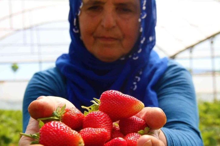 Elazığ’da yılın ilk örtü altı çilek hasadı başladı
