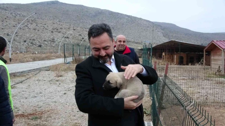 Elbistan Belediyesi başıboş köpekler için harekete geçti
