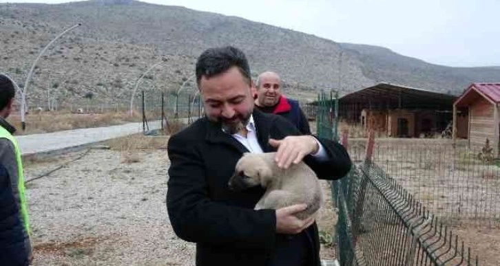 Elbistan Belediyesi başıboş köpekler için harekete geçti