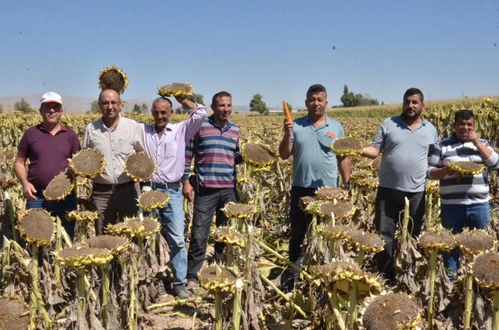 Elbistan’da "siyah altın" hasadı başladı
